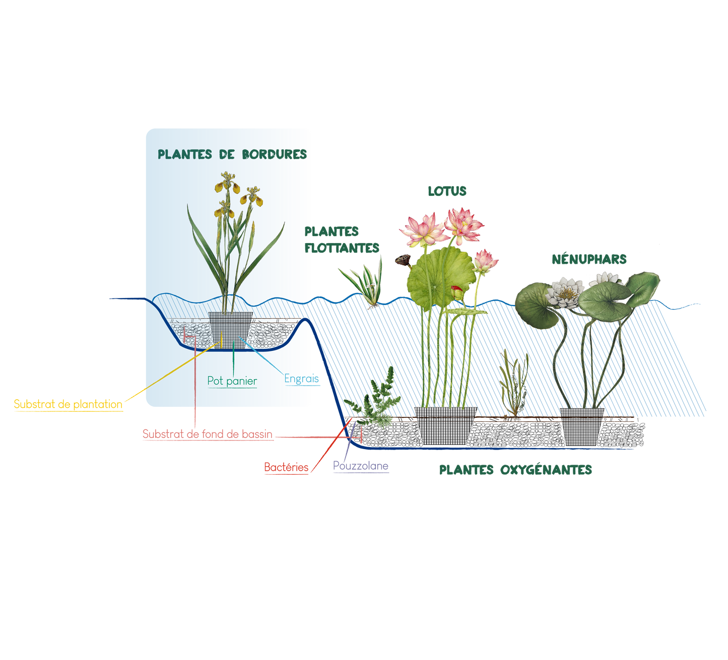 Lysimachia nummularia 'Aurea' (mini-mound)