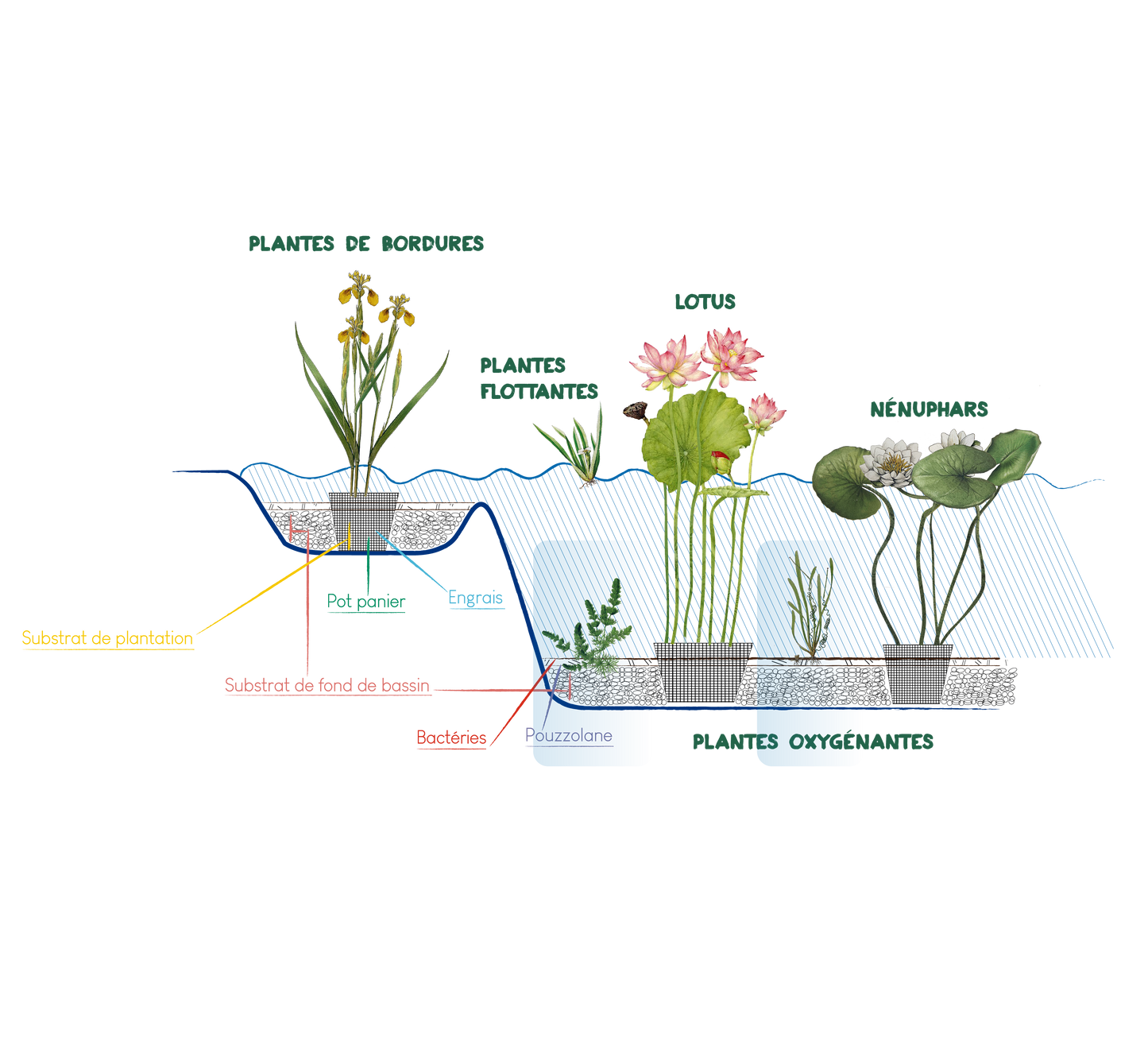 Myriophyllum spicatum