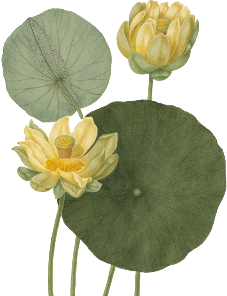 Lotus
