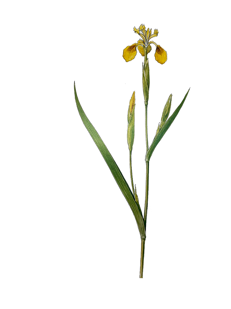 Plantes épuratrices