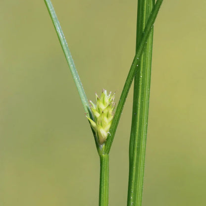 Achillea ptarmica (mini-mound)