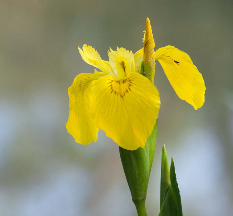 Iris pseudacorus (mini-clod)