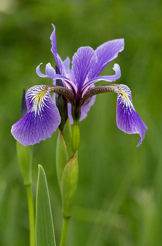 Iris louisiana (mini-clump)
