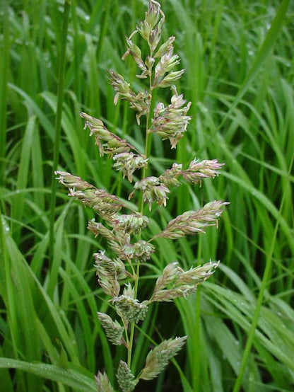 Phalaris arundinacea