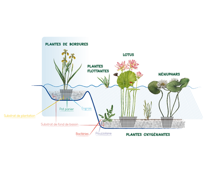 Lysimachia nummularia 'Aurea'