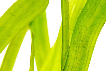 Vallisneria gigantea