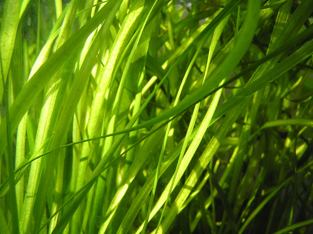 Vallisneria spiralis