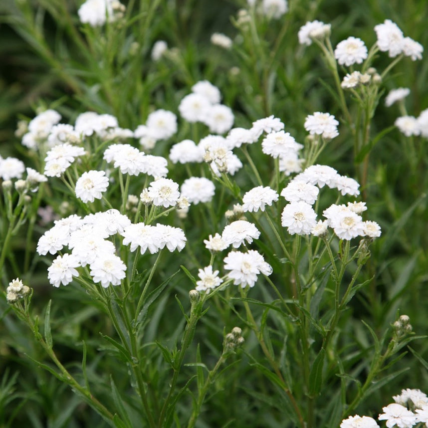 Achillea ptarmica (mini-mound)