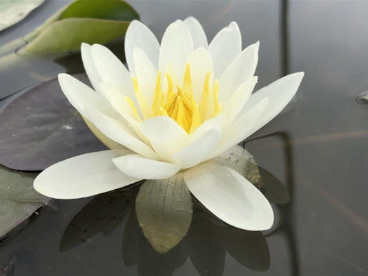 Nymphaea Alba
