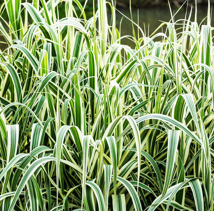 Arundo donax Variegata (mini-clod)