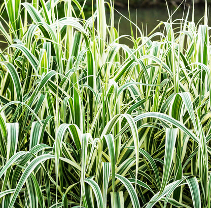 Arundo donax Variegata (mini-clod)