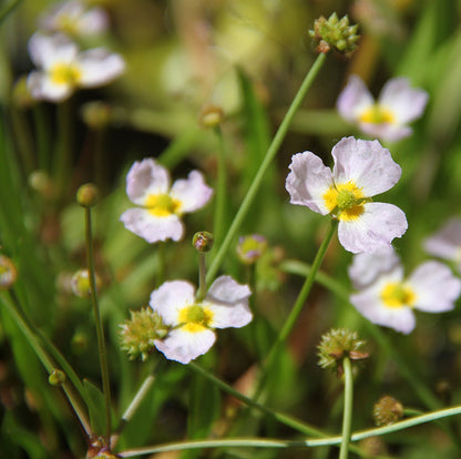 Baldellia ranunculoides (mini-clod)