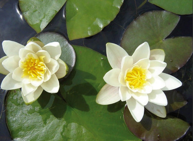 Nymphaea Pygmaea Alba – Nymphea