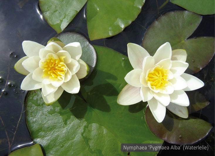 Nymphaea Pygmaea Alba