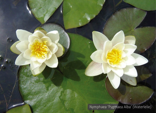 Nymphaea Pygmaea Alba