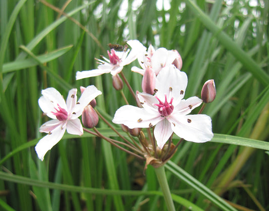 Butomus umbellatus (mini-mod)