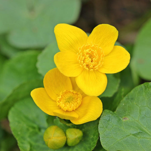 Caltha palustris (mini-clod)