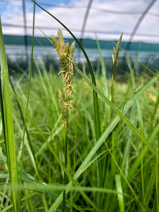 Carex muskingumensis (mini-clod)
