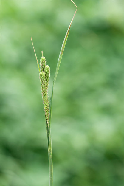 Carex acuta