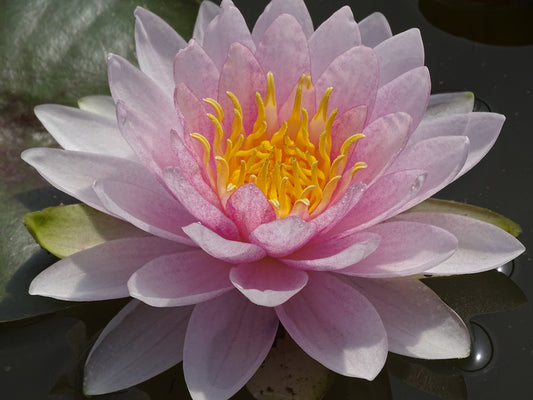 Nymphaea Hollandia