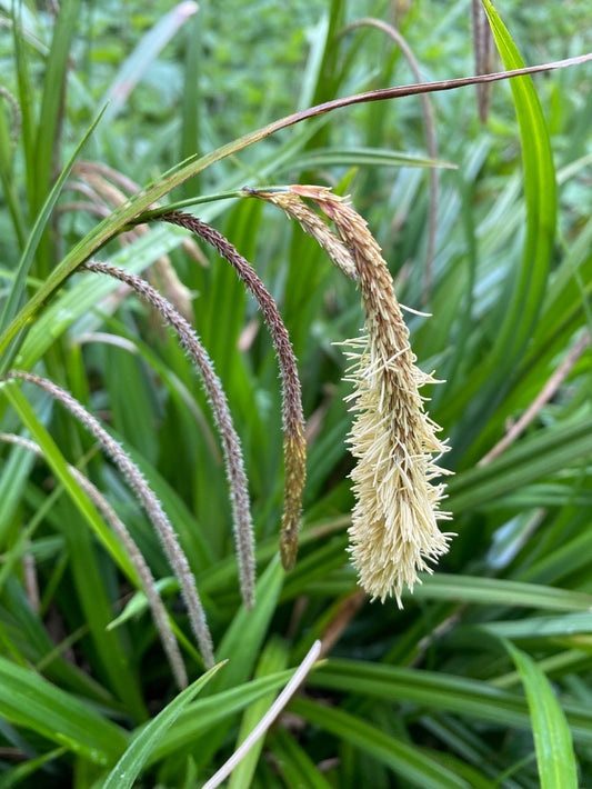 Carex pendula (mini-clod)