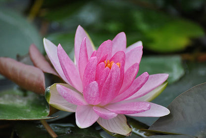 Nymphaea Laedekeri liliacea