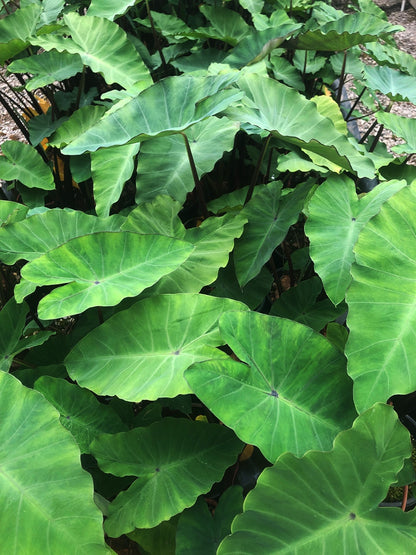 Colocasia esculenta (mini-mound)