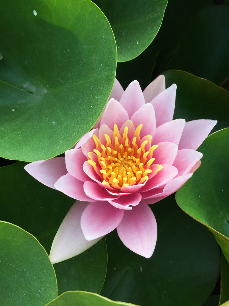Nymphaea Marliacea carnea