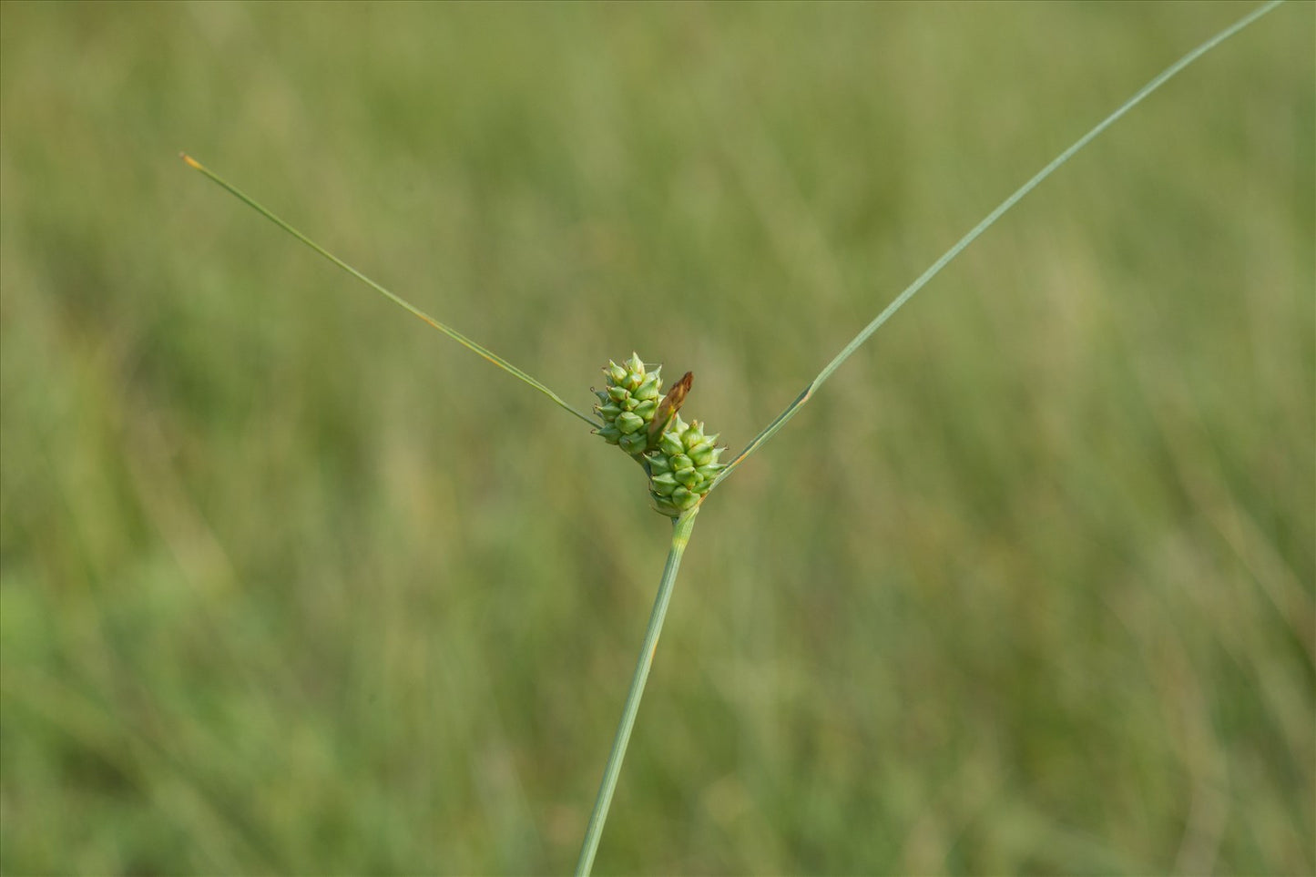 Carex extansa