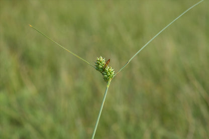 Carex extansa