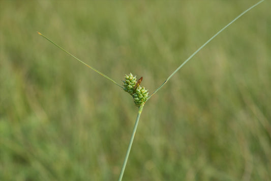 Carex extansa