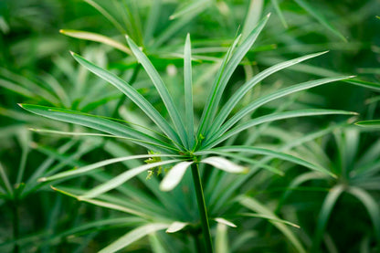 Cyperus alternifolius (mini-clod)