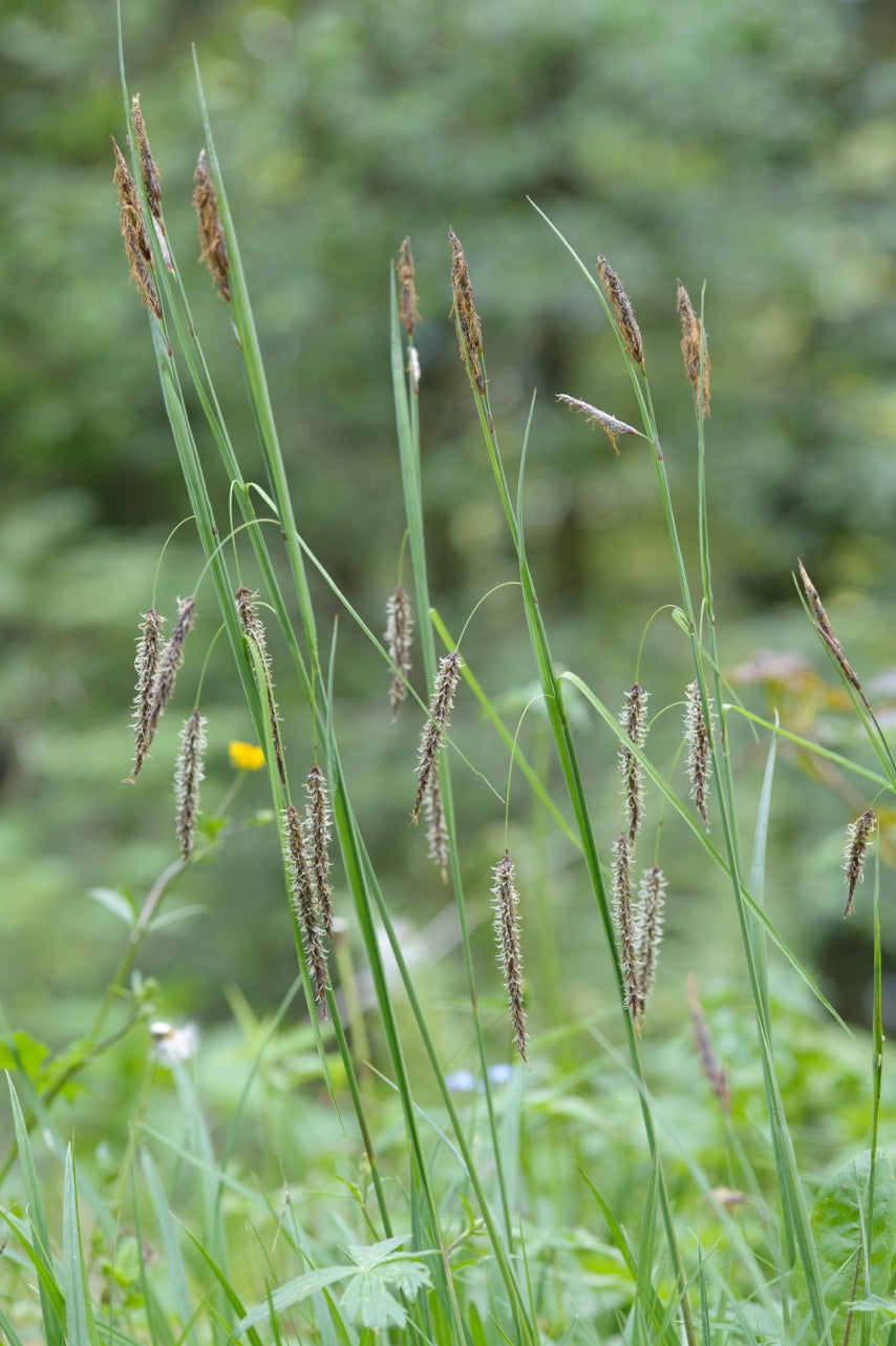 Carex flacca