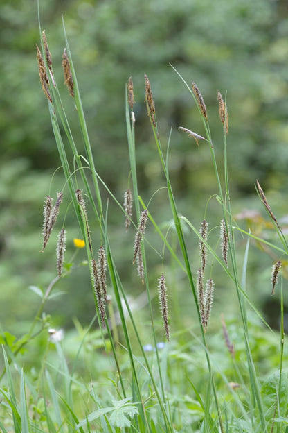 Carex flacca
