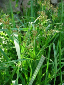Cyperus longus (mini-clod)
