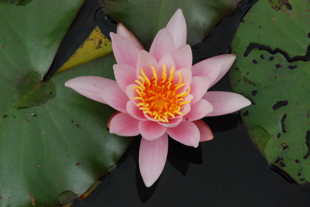 Nymphaea Rose Nymphe