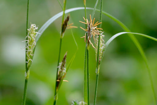 Carex hirta