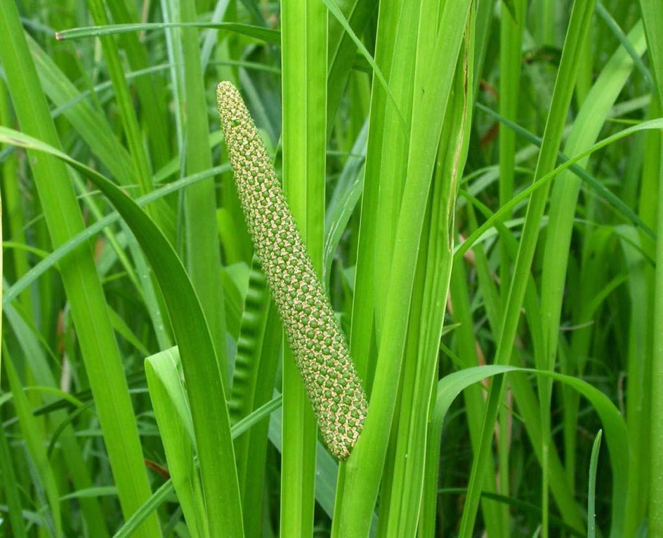 Acorus calamus
