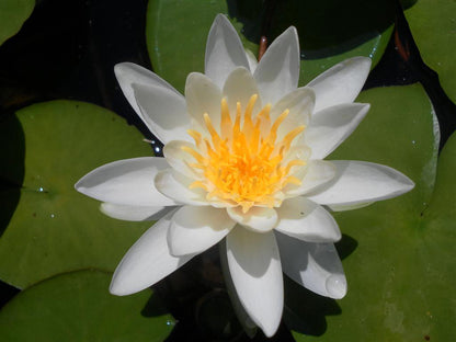 Nymphaea Albatros
