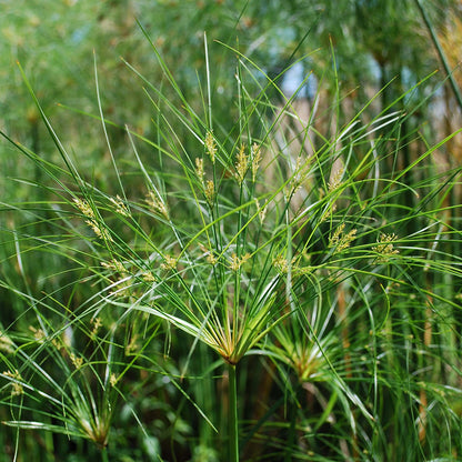 Cyperus papyrus (mini-clod)