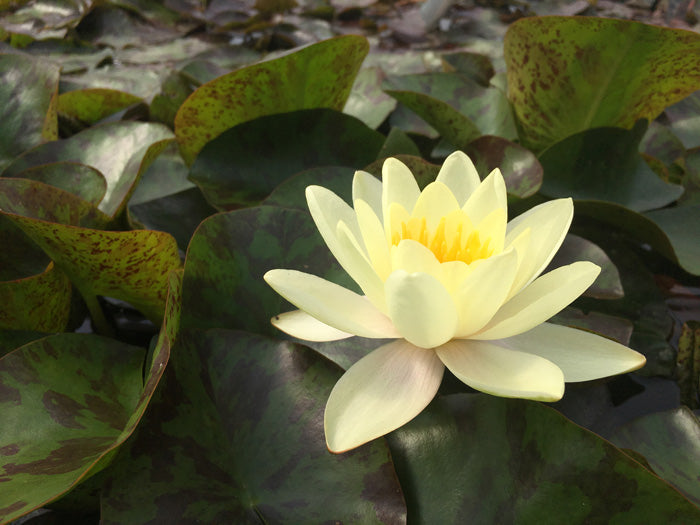 Nymphaea Joey Tomocik