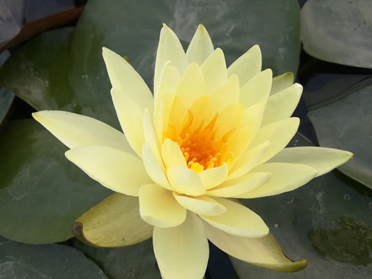 Nymphaea Lemon Mist