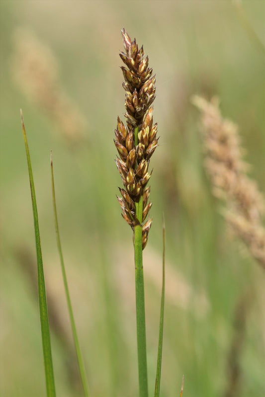 Carex paniculata