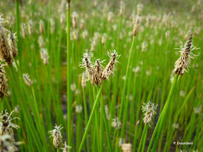 Eleocharis palustris (mini-mod)
