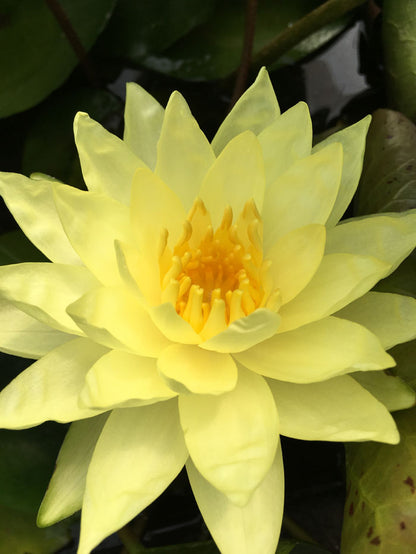 Nymphaea Marliacea Chromatella