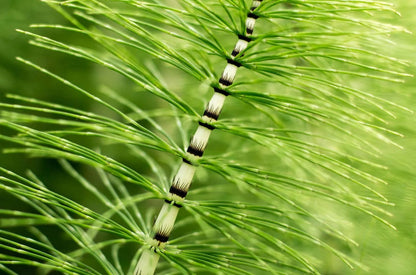 Equisetum arvense (mini-mound)