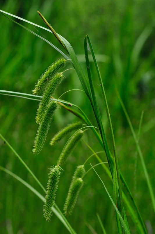 Carex pseudocyperus