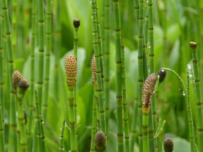 Equisetum fluviatilis (mini-clod)