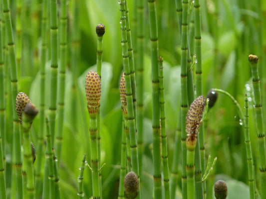 Equisetum fluviatilis (mini-clod)