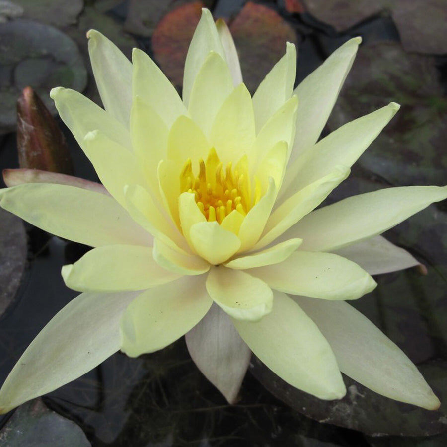 Nymphaea Odorata Sulphurea